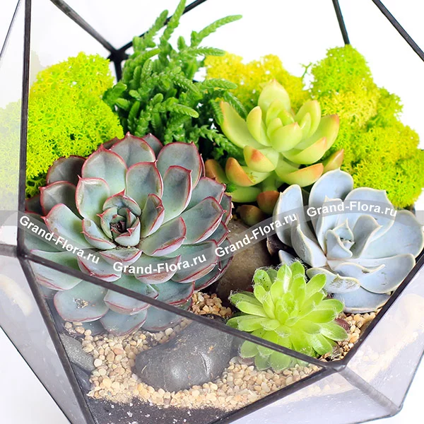Солнечный день - флорариум с живыми растениями